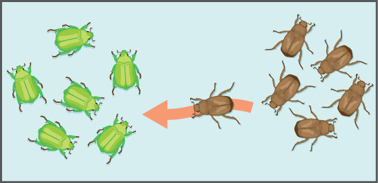 Esta ilustración muestra a un individuo de una población de insectos pardos viajando hacia una población de insectos verdes.