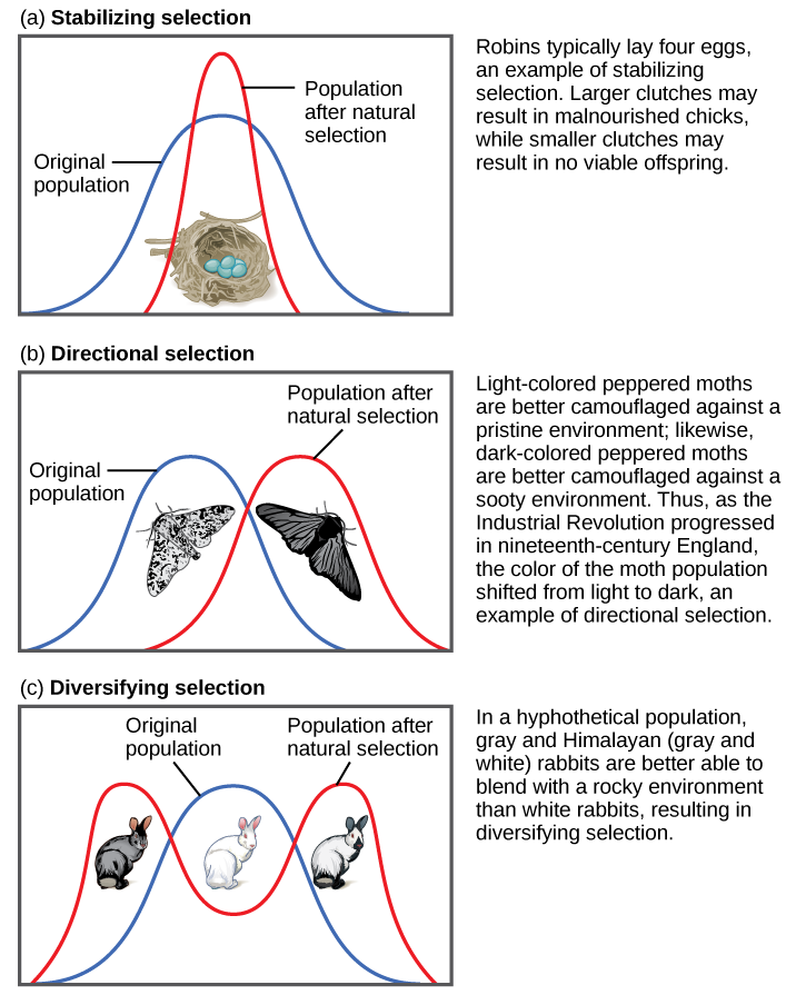 La parte (a) muestra un tamaño de embrague robin como ejemplo de selección estabilizadora. Los petirrojos suelen poner cuatro huevos. Las nidadas más grandes pueden resultar en polluelos desnutridos, mientras que las nidadas más pequeñas pueden resultar en descendencia no viable. Una amplia curva de campana indica que, en la población original, hubo mucha variabilidad en el tamaño del embrague. Superponiendo esta curva de campana ancha es una curva estrecha que representa el tamaño del embrague después de la selección natural, que es mucho menos variable. La parte (b) muestra el color de la polilla como ejemplo de selección direccional. Las polillas de pimienta de color claro se camuflan mejor contra un ambiente prístino, mientras que las polillas con pimienta de color oscuro se camuflan mejor contra un ambiente hollín. Así, a medida que avanzaba la Revolución Industrial en la Inglaterra del siglo XIX, el color de la población de polillas cambió de claro a oscuro, un ejemplo de selección direccional. Una curva de campana que representa la población original y otra que representa a la población después de la selección natural solo se superponen ligeramente. La parte (c) muestra el color del pelaje de conejo como ejemplo de diversificar la selección. En este ejemplo hipotético, los conejos grises y del Himalaya (grises y blancos) son más capaces de mezclarse en su entorno rocoso que los blancos. La población original está representada por una curva acampanada en la que el blanco es el color de pelaje más común, mientras que los colores gris y del Himalaya, en el flanco derecho e izquierdo de la curva, son menos comunes. Después de la selección natural, la curva de campana se divide en dos picos, lo que indica que el color gris y el pelaje del Himalaya se han vuelto más comunes que el color de la capa blanca intermedia
