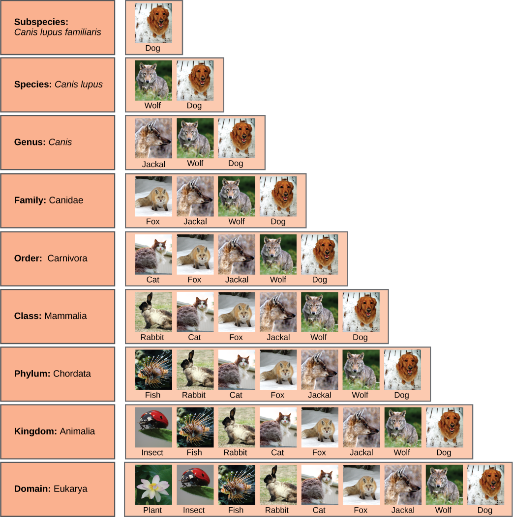 La ilustración muestra los grupos taxonómicos compartidos por diversas especies. Todos los organismos mostrados están en el dominio Eukarya: plantas, insectos, peces, conejos, gatos, zorros, chacales, lobos y perros. De estas, insectos, peces, conejos, gatos, zorros, chacales, lobos y perros están en el reino Animalia. Dentro del reino Animalia, peces, conejos, gatos, zorros, chacales, lobos y perros se encuentran en el filo Chordata. Conejos, gatos, zorros, chacales, lobos y perros están en la clase Mammalia. Gatos, zorros, chacales, lobos y perros están en el orden Carnivora. Zorros, chacales, lobos y perros pertenecen a la familia Canidae. Chacales, lobos y perros pertenecen al género Canis. Lobos y Perros y tienen el nombre de la especie Canis lupus. Los perros tienen el nombre de la subespecie Canis lupus familiaris.