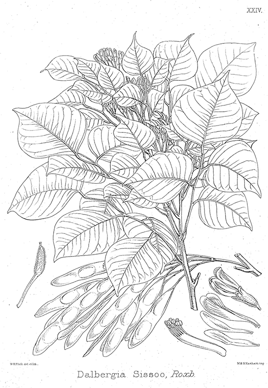 La ilustración muestra una planta de Dalbergia sissoo, la cual es corta con vainas y hojas en forma de lagrima.