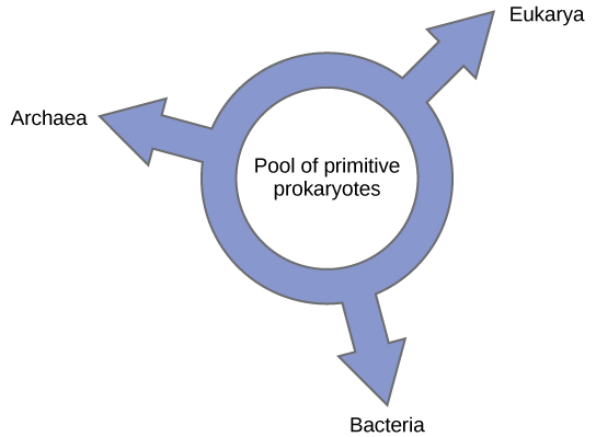 La ilustración muestra un anillo con las palabras “charco de procariotas primitivos” en el medio. Tres flechas apuntan hacia afuera del anillo, apuntando a los tres dominios, Bacteria, Archaea y Eukarya, lo que indica que los tres dominios surgieron de un acervo común de procariotas.