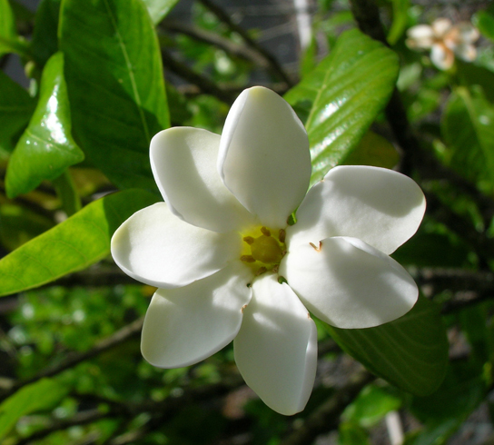 La foto muestra una flor blanca con siete pétalos lisos en forma de diamante que irradian desde un centro amarillo. La flor está rodeada de hojas cerosas de color verde.