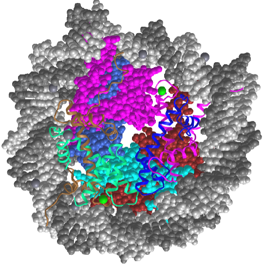 human nucleosome (3afa).png