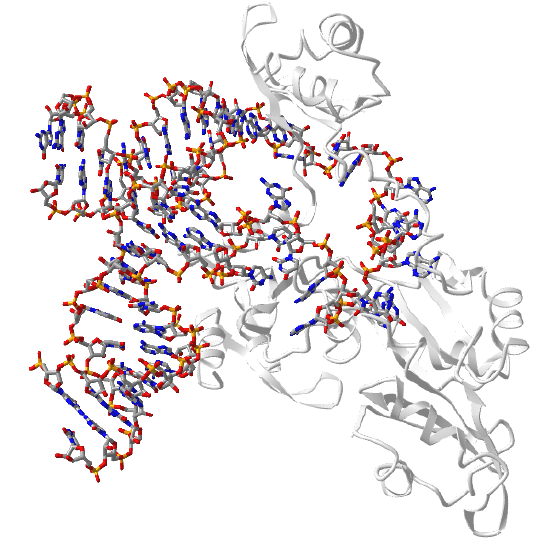 CoreU6 small nuclear RNA_protein4N0T.png