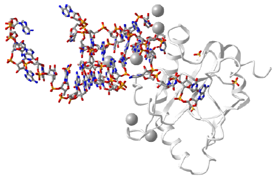 Protein toxin(ToxN)_LncRNAantitoxin (ToxI)) complex (2xdb).png