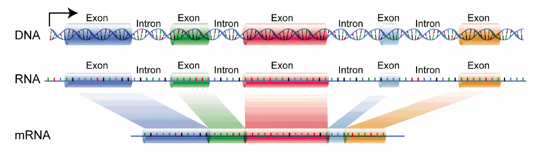 DNA_exons_introns.gif
