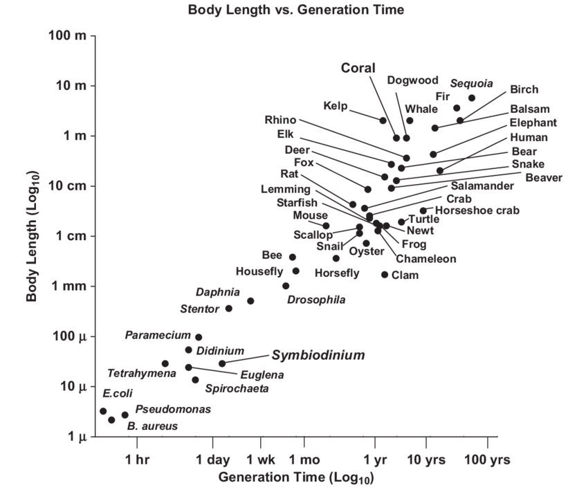 Relación entre el tiempo de generación y la duración del cuerpo
