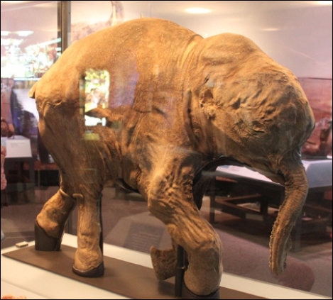 La foto (c) muestra un mamut bebé momificado, también en una vitrina.