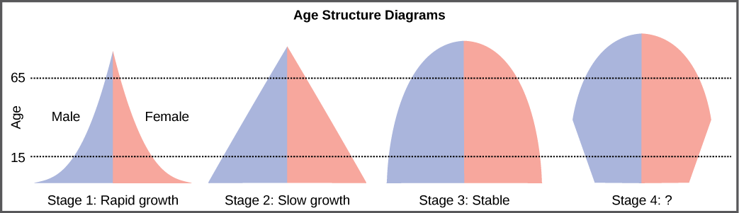 Para los cuatro diagramas de estructura de edad diferentes mostrados, la base representa el nacimiento y el ápice ocurre alrededor de los 70 años. El diagrama de estructura de edad para la etapa 1, crecimiento rápido, tiene la forma de un triángulo desinflado que comienza ancho en la base y disminuye rápidamente a un ápice estrecho, lo que indica que el número de individuos disminuye rápidamente con la edad. El diagrama de estructura de edad para la etapa 2, crecimiento lento, es de forma triangular, lo que indica que el número de individuos disminuye de manera constante con la edad. El diagrama de estructura de edad para la etapa 3, crecimiento estable, se redondea en la parte superior, lo que indica que el número de individuos por grupo de edad disminuye gradualmente al principio, luego aumenta para la porción mayor de la población. El diagrama de estructura de edad final, etapa 4, se ensancha desde la base hasta la mediana edad, y luego se estrecha a una parte superior redondeada. No se da el tipo de población que indica este diagrama.
