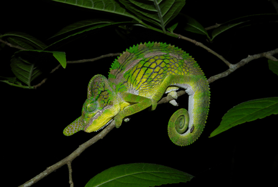 La foto (b) muestra un camaleón verde que se asemeja a una hoja.