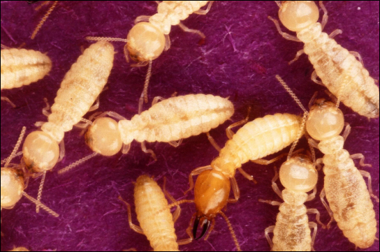 La foto (a) muestra termitas amarillas.