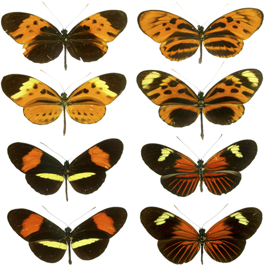 Las fotos muestran cuatro pares de mariposas que son prácticamente idénticas entre sí en color y patrón de bandas.