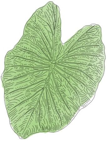 Taro leaf illustration by MJ.jpg