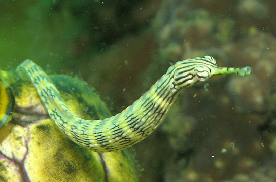 (b) muestra un pipefish, el cual es verde y tubular con hocico largo.