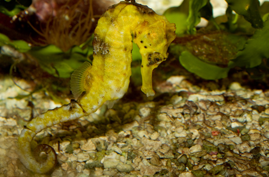 La foto (a) muestra un caballito de mar amarillo.