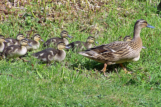 Photo shows a mother duck and ducklings walking on grass.