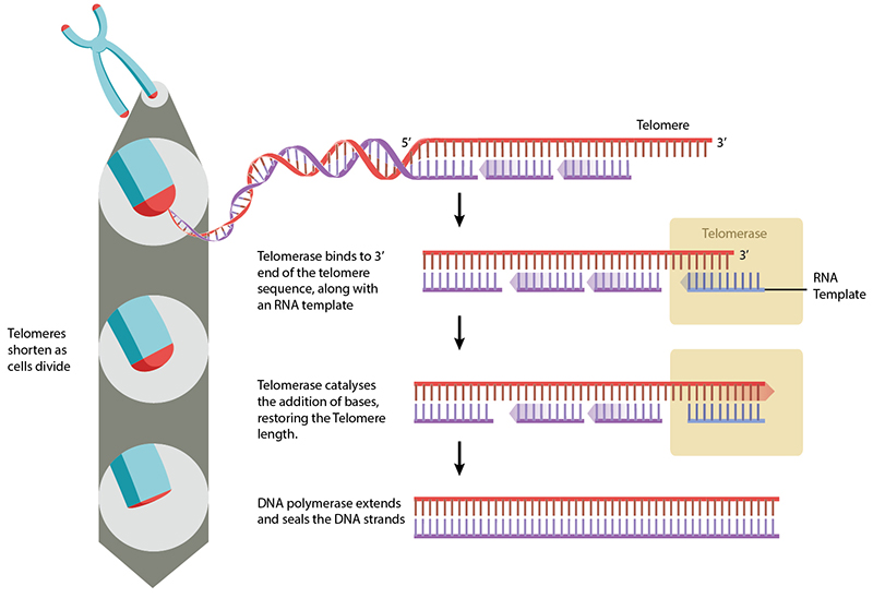 telomeres (1).jpg
