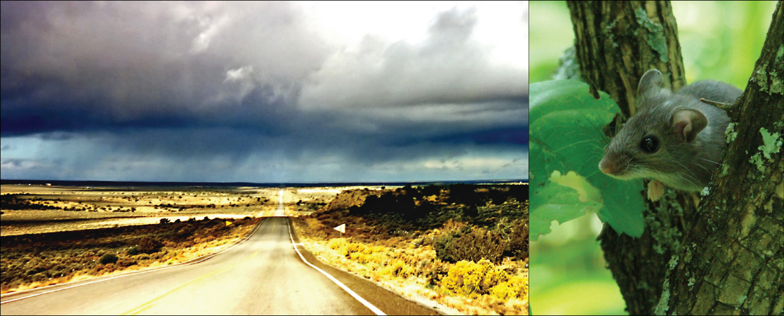 La foto de la izquierda muestra una carretera larga y recta en medio de un desierto. La foto derecha muestra un ratón.