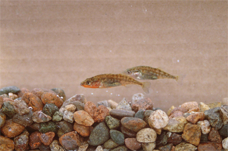 La foto muestra a dos peces pequeños nadando sobre un fondo rocoso.
