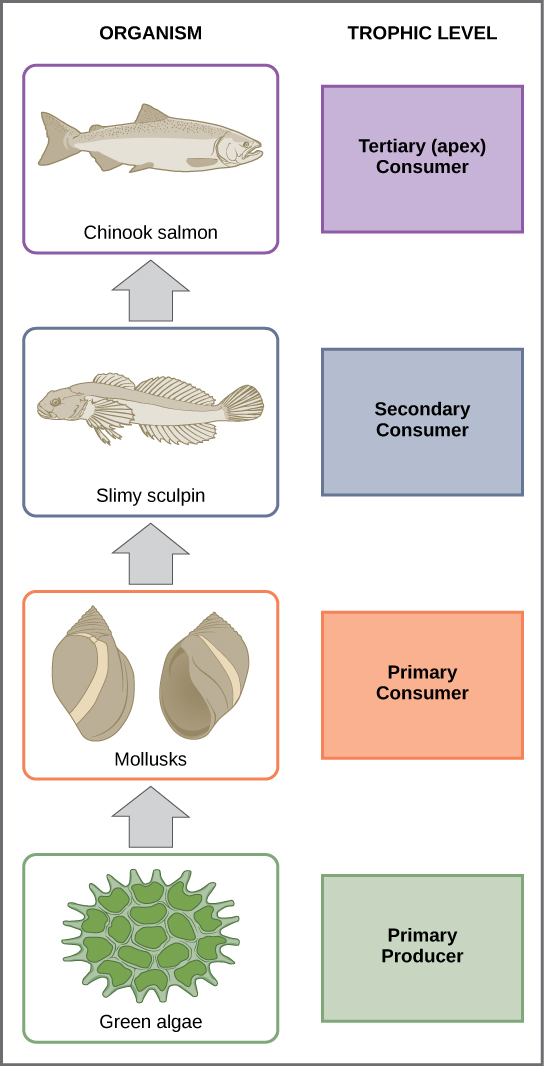 En esta ilustración el nivel trófico inferior es el productor primario, el cual es el alga verde. Los principales consumidores son los moluscos, o caracoles. Los consumidores secundarios son peces pequeños llamados sculpin baboso. El consumidor terciario y ápice es el salmón Chinook.