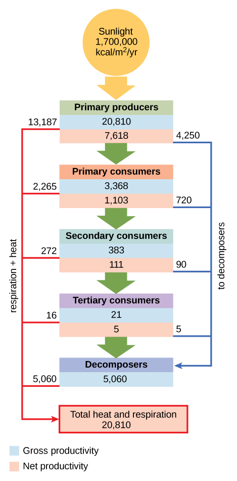 El diagrama de flujo muestra que el ecosistema absorbe 1,700,00 calorías por metro cuadrado al año de luz solar. Los productores primarios tienen una productividad bruta de 20,810 calorías por metro cuadrado al año. 13,187 calorías por metro cuadrado al año se pierden a la respiración y al calor, por lo que la productividad neta de los productores primarios es de 7,618 calorías por metro cuadrado al año. Se transmiten 4,250 calorías por metro cuadrado al año. a los descomponedores, y las 3,368 calorías restantes por metro cuadrado al año se transmiten a los consumidores primarios. Así, la productividad bruta de los consumidores primarios es de 3,368 calorías por metro cuadrado al año. Se pierden 2,265 calorías por metro cuadrado al año por calor y respiración, lo que resulta en una productividad neta para los consumidores primarios de 1,103 calorías por metro cuadrado al año. 720 calorías por metro cuadrado al año es perdido a los descomponedores, y 383 calorías por metro cuadrado al año se convierte en la productividad bruta de los consumidores secundarios. 272 calorías por metro cuadrado al año se pierden a causa del calor y la respiración, por lo que la productividad neta para los consumidores secundarios es de 111 calorías por metro cuadrado al año. 90 calorías por metro cuadrado al año se pierde ante los descomponedores, y las 21 calorías restantes por metro cuadrado al año se convierten en la productividad bruta de los consumidores terciarios. Dieciséis calorías por metro cuadrado al año se pierden por la respiración y el calor, por lo que la productividad neta de los consumidores terciarios es de 5 calorías por metro cuadrado al año. Toda esta energía se pierde para los descomponedores. En total, los descomponedores utilizan 5,060 calorías por metro cuadrado al año de energía, y 20,810 calorías por metro cuadrado al año se pierden a causa de la respiración y el calor.