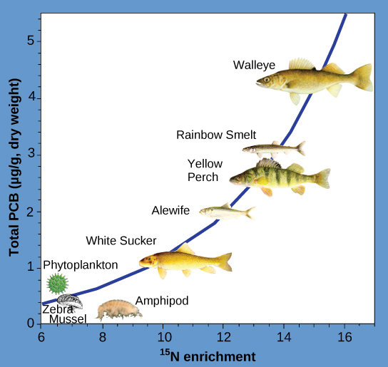 The illustration is a graph that plots total PCBs in micrograms per gram of dry weight versus nitrogen-15 enrichment, and shows that PCBs become increasingly concentrated at higher trophic levels. The slope of the graph becomes increasingly steep from phytoplankton (the primary consumer) to walleye (the tertiary consumer).