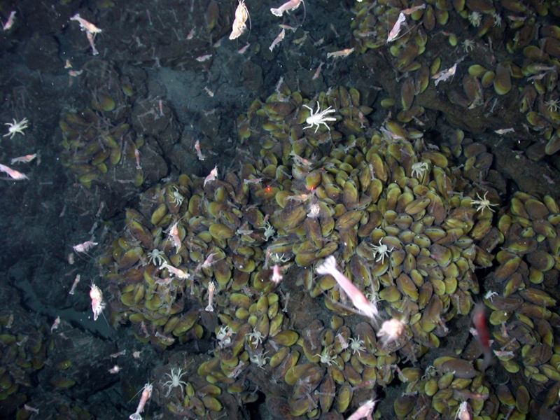 La foto muestra camarones, langostas y cangrejos blancos arrastrándose sobre un fondo rocoso del océano lleno de mejillones.