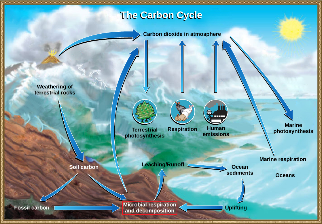 La ilustración muestra el ciclo del carbono. El carbono ingresa a la atmósfera como gas dióxido de carbono que se libera de las emisiones humanas, la respiración y la descomposición, y las emisiones volcánicas. El dióxido de carbono se elimina de la atmósfera mediante la fotosíntesis marina y terrestre. El carbono de la meteorización de las rocas se convierte en carbono del suelo, que con el tiempo puede convertirse en carbono fósil. El carbono ingresa al océano desde tierra a través de lixiviación y escorrentía. La elevación de los sedimentos oceánicos puede devolver el carbono a la tierra.