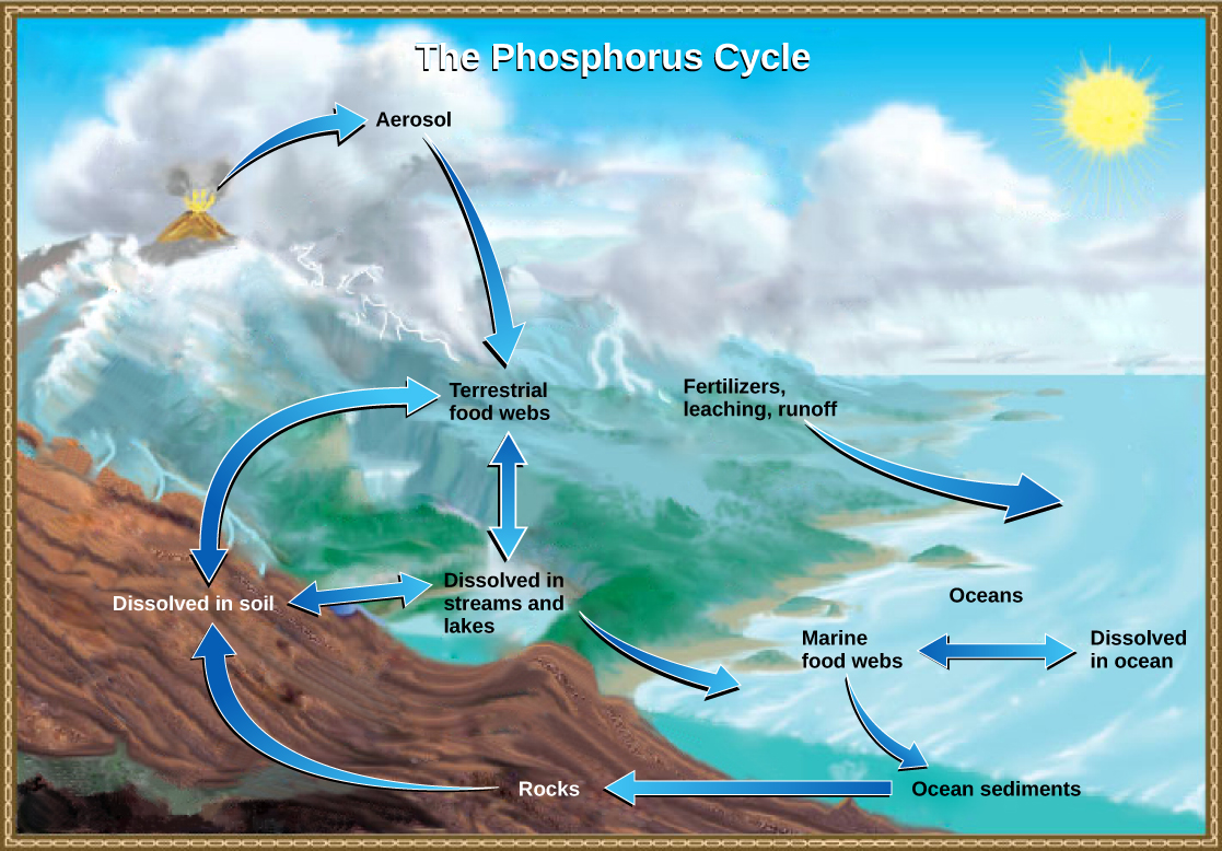 La ilustración muestra el ciclo del fósforo. El fosfato ingresa a la atmósfera a partir de aerosoles volcánicos. A medida que este aerosol precipita a la Tierra, entra en las redes alimentarias terrestres. Parte del fosfato de las redes alimentarias terrestres se disuelve en arroyos y lagos, y el resto ingresa al suelo. Otra fuente de fosfato son los fertilizantes. El fosfato ingresa al océano a través de la lixiviación y escorrentía, donde se disuelve en el agua del océano o ingresa a las redes alimentarias marinas. Algo de fosfato cae al fondo del océano donde se convierte en sedimento. Si se produce edificante, este sedimento puede regresar a la tierra.