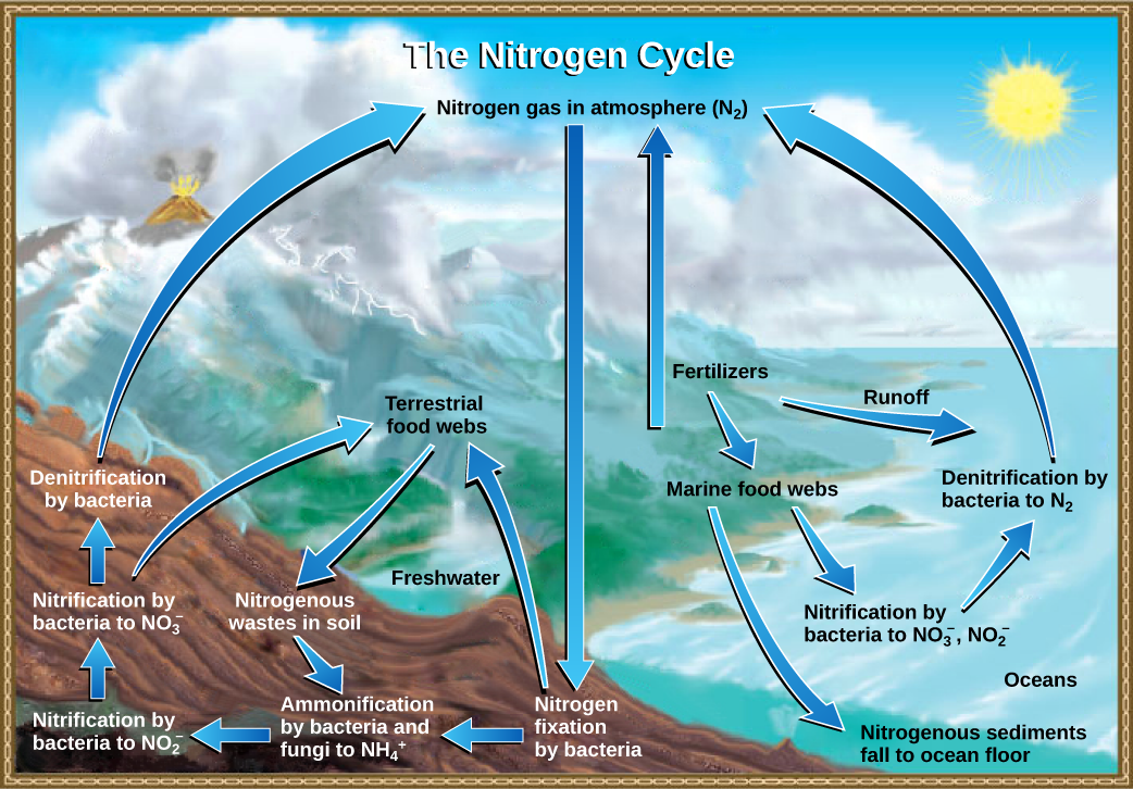 Esta ilustración muestra el ciclo del nitrógeno. El gas nitrógeno de la atmósfera se fija en nitrógeno orgánico por bacterias fijadoras de nitrógeno. Este nitrógeno orgánico ingresa a las redes alimentarias terrestres, y deja las redes alimenticias como desechos nitrogenados en el suelo. La amonificación de este residuo nitrogenado por bacterias y hongos en el suelo convierte el nitrógeno orgánico en ion amonio (NH4 plus). El amonio se convierte en nitrito (NO2 menos), luego en nitrato (NO3 menos) por bacterias nitrificantes. Las bacterias desnitrificantes convierten el nitrato de nuevo en gas nitrógeno, que vuelve a ingresar a la atmósfera. El nitrógeno de la escorrentía y fertilizantes ingresa al océano, donde ingresa a las redes alimentarias marinas. Parte del nitrógeno orgánico cae al fondo oceánico como sedimento. Otro nitrógeno orgánico en el océano se convierte en iones nitrito y nitrato, que luego se convierte en gas nitrógeno en un proceso análogo al que ocurre en tierra.