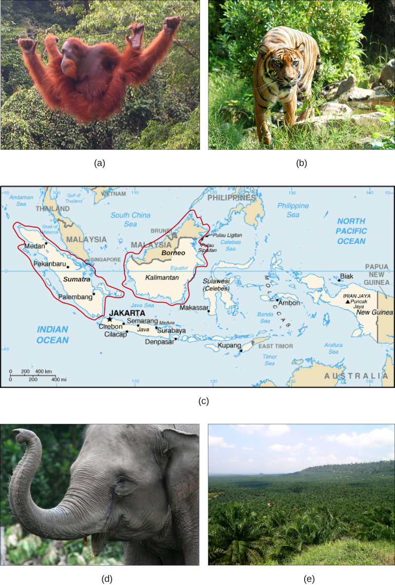 Фото А показує орангутанга, що висить з дроту в пишному тропічному лісі, наповненому багатьма різними видами рослинності. На фото Б зображений тигр. Карта С показує острови Борнео і Суматра в південній частині Тихого океану, на північний захід від Австралії. Суматра знаходиться в країні Індонезія. Половина Борнео знаходиться в Індонезії, а половина - в Малайзії. На фото D зображений сірий слон. Фото E показує пагорби, покриті однорідними короткими, кущистими олійними пальмами.