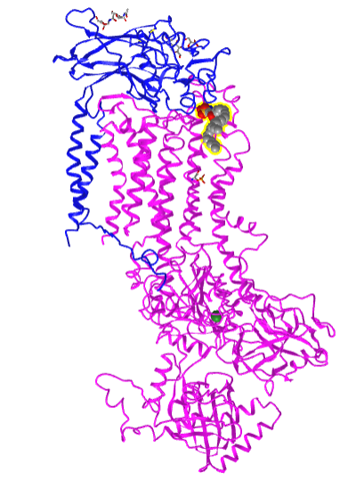 human plasma membrane phospholipid flippase with bound phosphtidylserine (6LKN).png