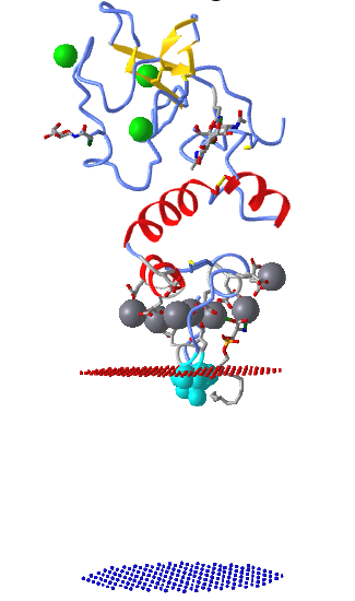 Bovine prothrombin Fragment 1_ bilayer_GLA domain (1NL2).png