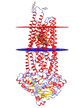 P-glycoprotein multidrug resistance transporter protein (6nf1).png