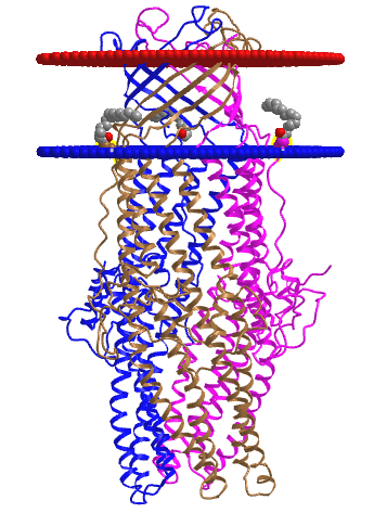 Bbeta-barrel transmembrane protein OPRM _Pseudomonas aeruginosabeta-(4y1k) .png