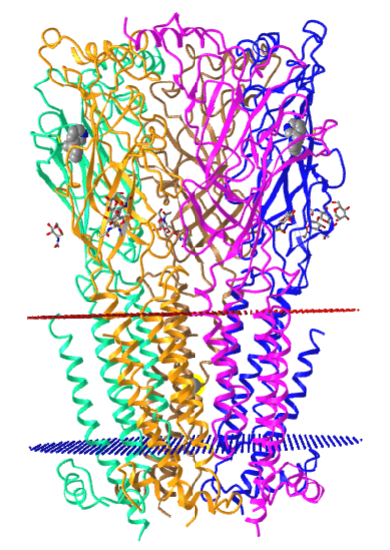 Nicotinic acetylcholine channel with two bound nicotines  (6CNJ).png