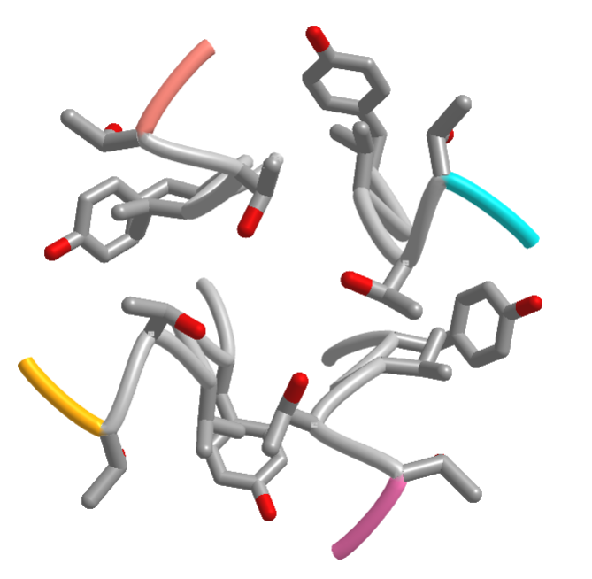 K ion selectivity filter of the Kv1.2 potassium channel (3lut) .png