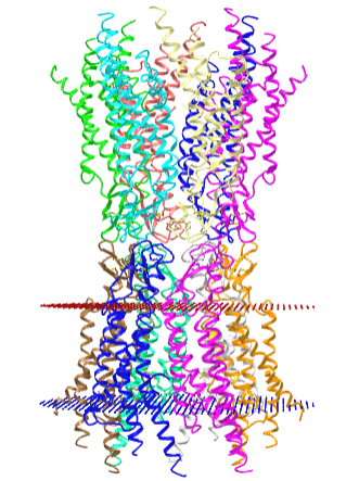 Gap junction channel connecting two membranes using the human connexin 26 monomer (2zw3).png