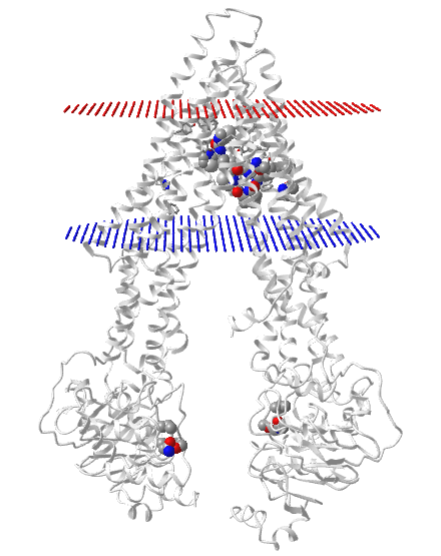 Mouse P-glycoprotein (4M2T) bound to an cyclic peptide inhibitor in the inward open conformation.png