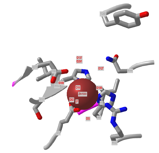 Bovine carboxypeptidase A (1M4L).png