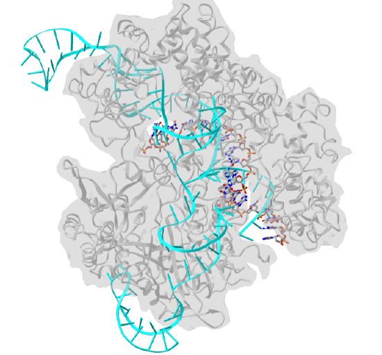 Streptococcus pyogenes Cas9 in complex with guide RNA and target DNA 4OO8.png