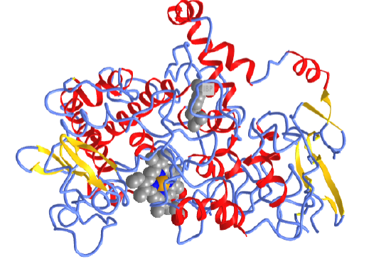 Ibuprofen bound to cyclooxygenase-2 (4PH9).png