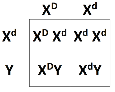 Cuadrado de cruz Punnett x^Dx^D x X^Dy