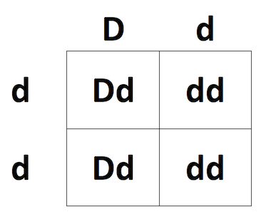 Punnett square showing a cross between Dd x dd
