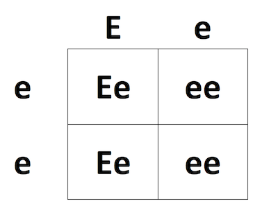 Cuadrado de Punnett que muestra un cruce entre Ee x ee