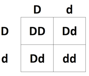 Punnett square showing a cross between Dd x Dd