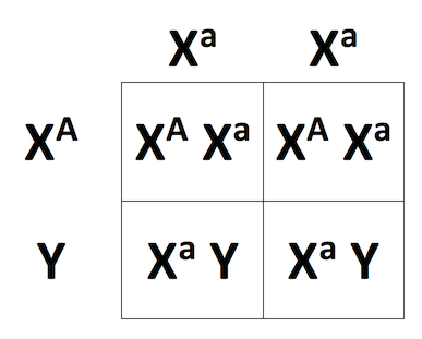 Cross between X^aX^a and X^AY