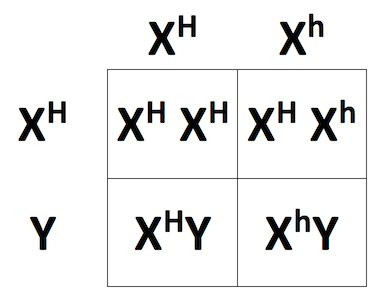 Cruce entre X^Hx^H y X^HY