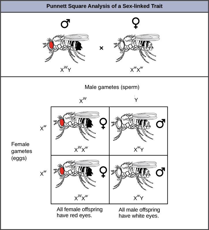 This illustration shows a Punnett square analysis of fruit fly eye color, which is a sex-linked trait. A red-eyed male fruit fly with the genotype X^{W}Y is crossed with a white-eyed female fruit fly with the genotype X^{w}X^{w}. All of the female offspring acquire a dominant W allele from the father and a recessive w allele from the mother, and are therefore heterozygous dominant with red eye color. All of the male offspring acquire a recessive w allele from the mother and a Y chromosome from the father and are therefore hemizygous recessive with white eye color.