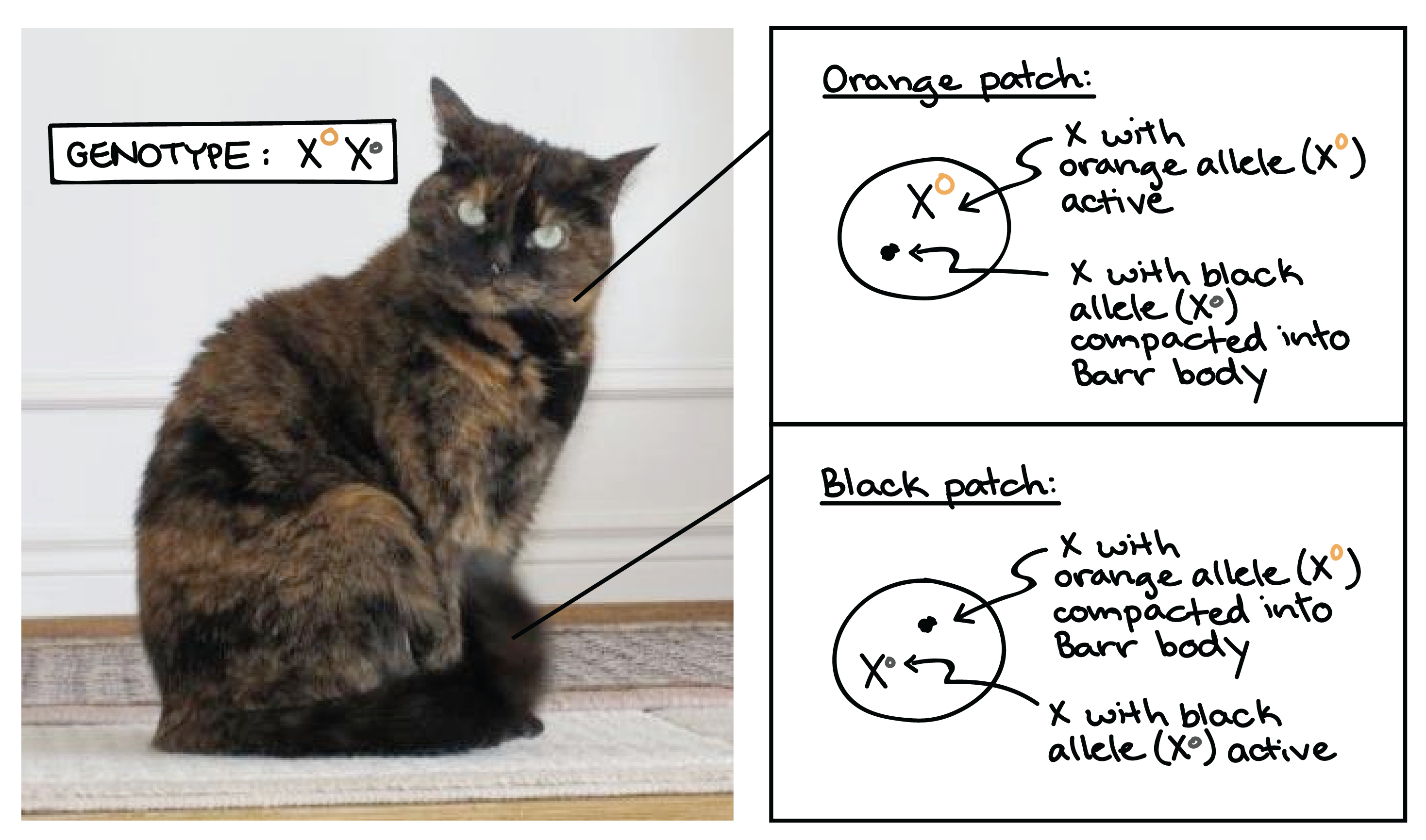 Imagen de un gato carey, ilustrando los procesos de inactivación de X responsables de los diferentes parches de color en su pelaje. El gato tiene una mezcla de parches de pelaje negros y bronceados, algunos pequeños y otros grandes. El genotipo del gato es $\ text X^O\ text x^o$, donde el _O_ grande significa naranja y el pequeño _o_ significa negro. * El parche naranja está formado por celdas en las que la X con el alelo naranja ($\ text X^O$) está activa, mientras que la X con el alelo negro ($\ text X^o$) se compacta en un cuerpo Barr. * El negro el parche se compone de celdas en las que la X con el alelo negro ($\ text x^o$) está activa, mientras que la X con el alelo naranja ($\ text X^O$) se compacta en un cuerpo Barr.